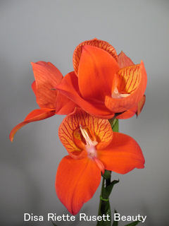 Disa Riette-20080621-1734-VGA.jpg