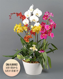 【期間限定】ランミックス_エクセレント160225.jpg