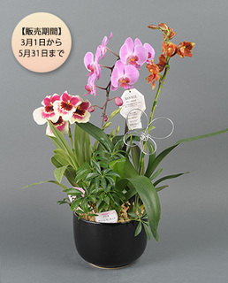 【期間限定】ランミックス_クラッシー160226.jpg