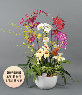 【期間限定】ランミックス_グレーシャス160226.jpg
