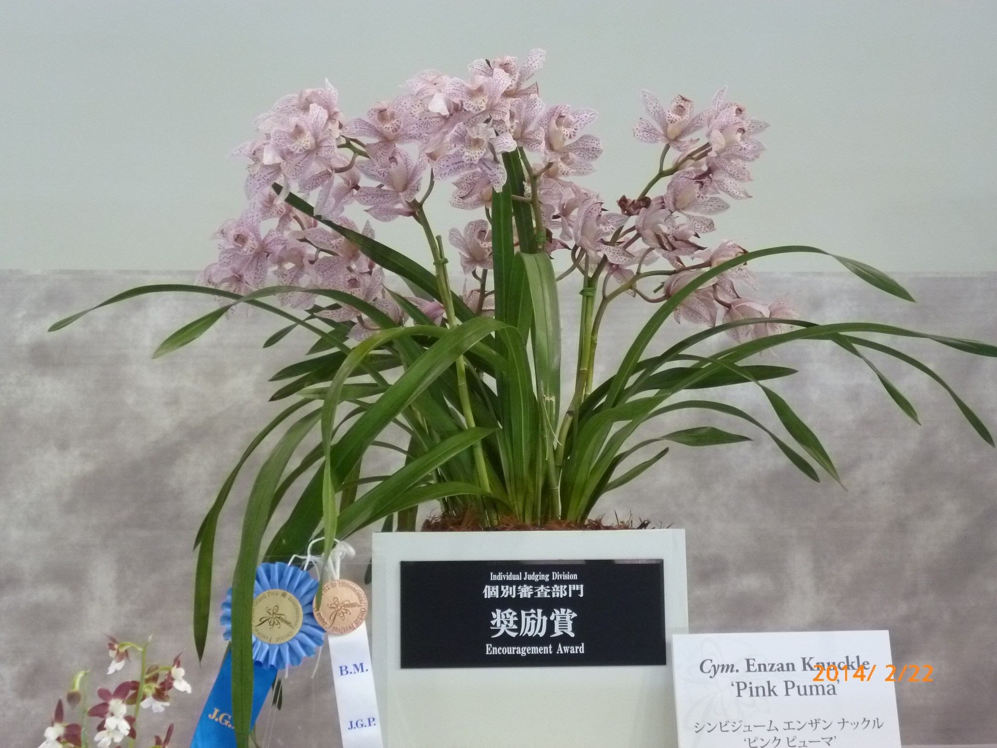 世界らん展日本大賞2014においてCym. ENZAN KNUCKLE 'Pink Puma'等が