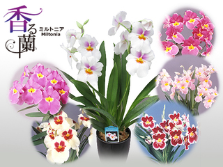 column_mothersday_miltonia_20160415.jpg