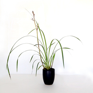yamatonadeshiko2_web_151002.jpg